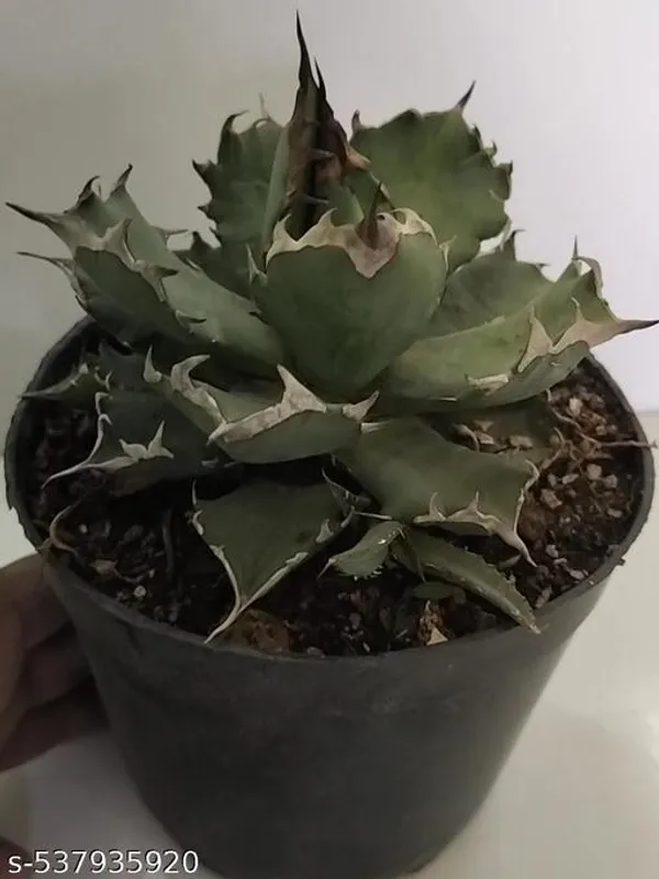 Natural_Agave_Titanota_5_Inch_Diameter_Without_Soil
