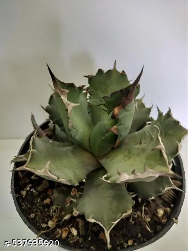 Natural_Agave_Titanota_5_Inch_Diameter_Without_Soil
