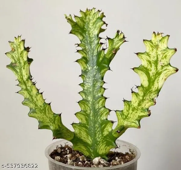 Natural_Euphorbia_Trigona_Variegated_Without_Soil