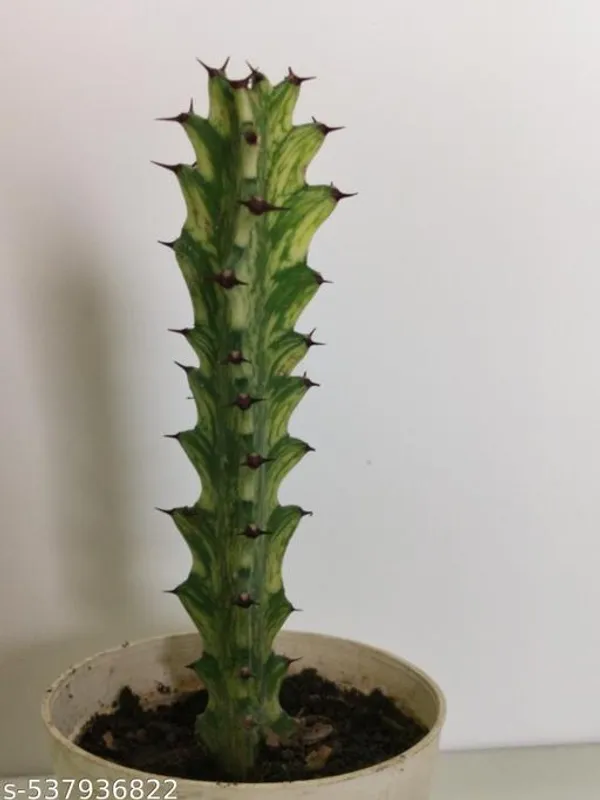 Natural_Euphorbia_Trigona_Variegated_Without_Soil
