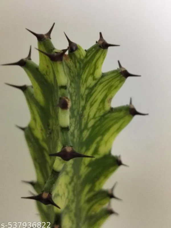 Natural_Euphorbia_Trigona_Variegated_Without_Soil
