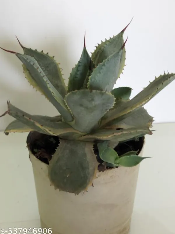 Natural_Agave_Yellow_Variegated_Plant_With_Out_Soil