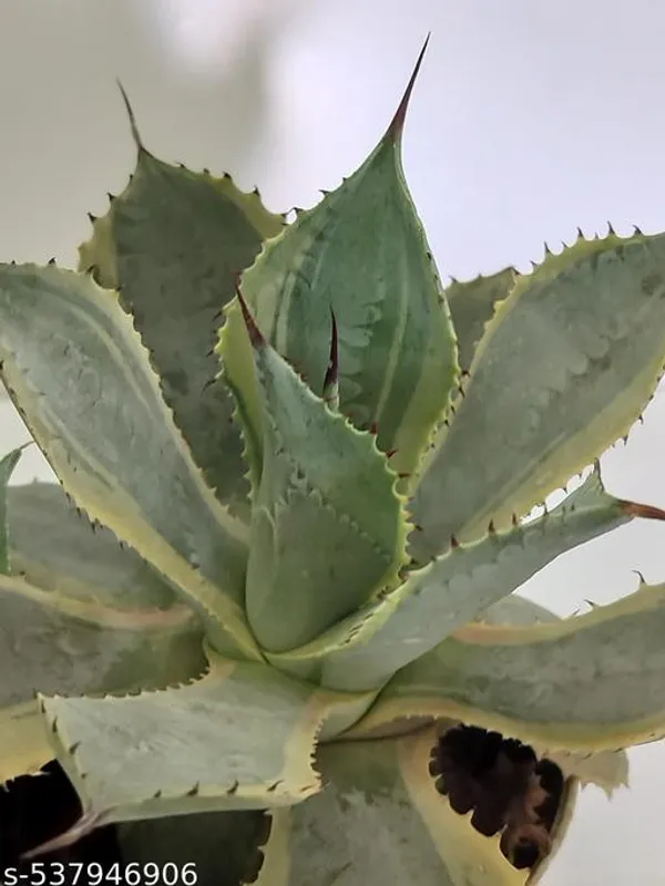 Natural_Agave_Yellow_Variegated_Plant_With_Out_Soil