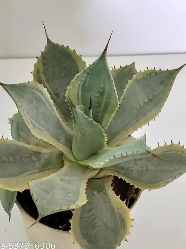 Natural_Agave_Yellow_Variegated_Plant_With_Out_Soil