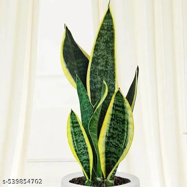 Natural_Phulwarisansevieria_Trifasciata_Laurenti_Variegated_Snake_Plant_Without_Soil