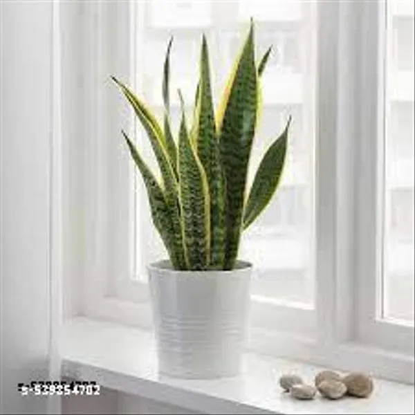 Natural_Phulwarisansevieria_Trifasciata_Laurenti_Variegated_Snake_Plant_Without_Soil