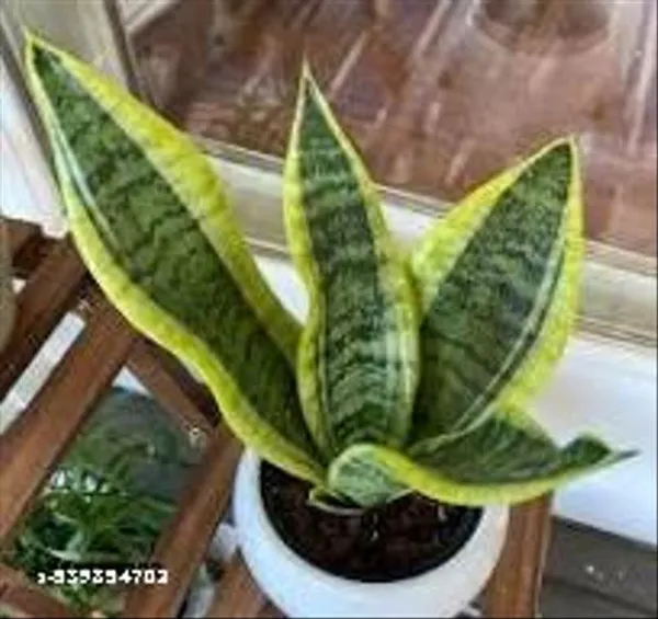 Natural_Phulwarisansevieria_Trifasciata_Laurenti_Variegated_Snake_Plant_Without_Soil