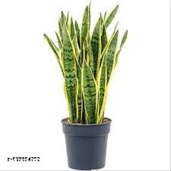 Natural_Phulwarisansevieria_Trifasciata_Laurenti_Variegated_Snake_Plant_Without_Soil