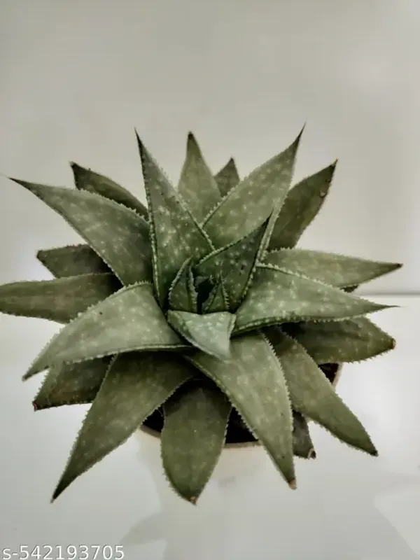 Natural_Rare_Aloe_Plant_With_Out_Soil_(Barefooted)