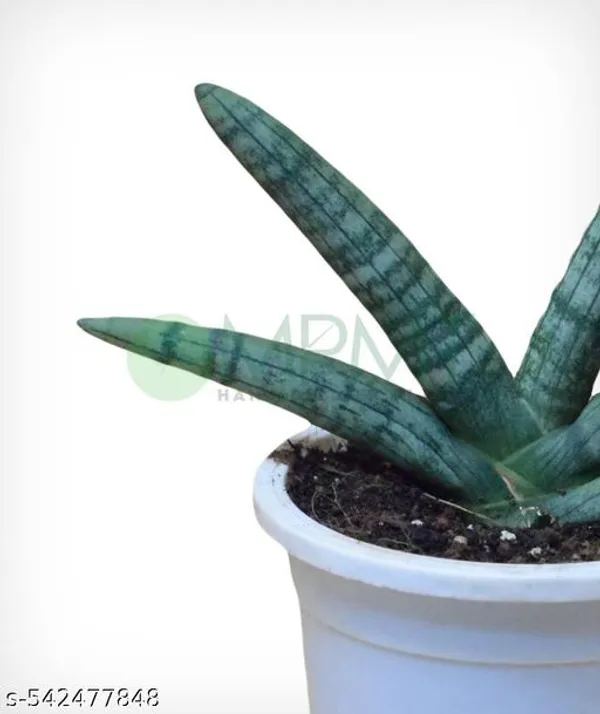 Natural_Sansevieria_Cylendrica_Dwarf_Snake_Plant_Without_Soil