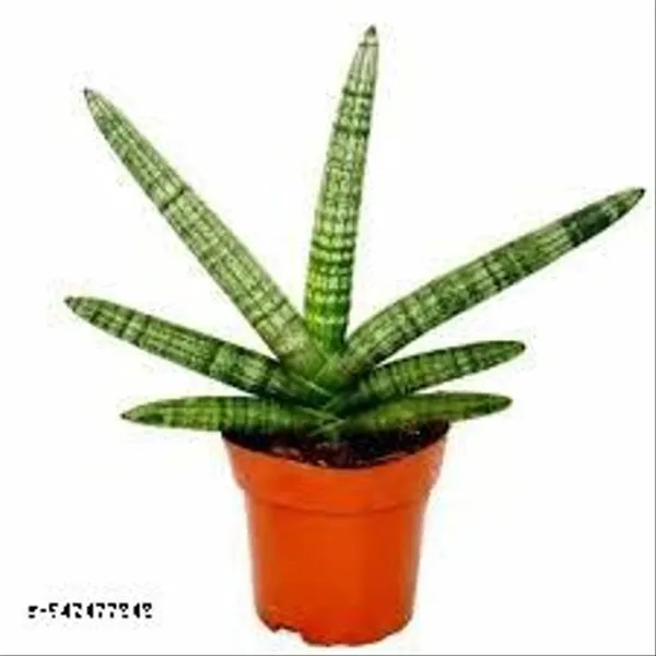 Natural_Sansevieria_Cylendrica_Dwarf_Snake_Plant_Without_Soil
