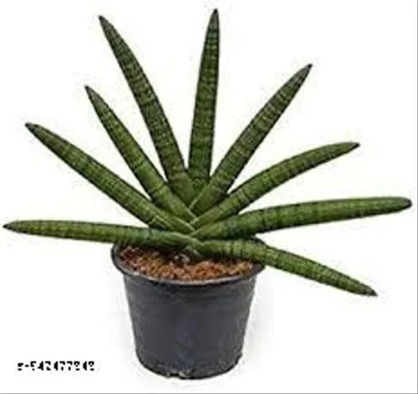 Natural_Sansevieria_Cylendrica_Dwarf_Snake_Plant_Without_Soil