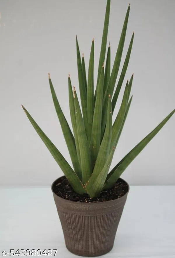 Natural_Sansevieria_Rhea_Fqntail_Plant_With_Out_Soil