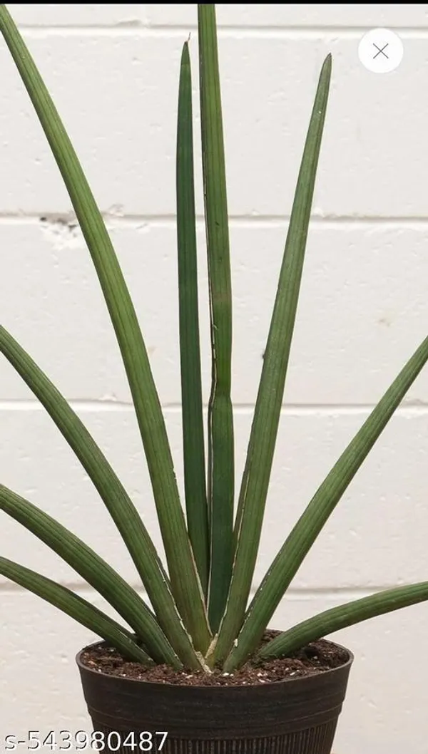 Natural_Sansevieria_Rhea_Fqntail_Plant_With_Out_Soil