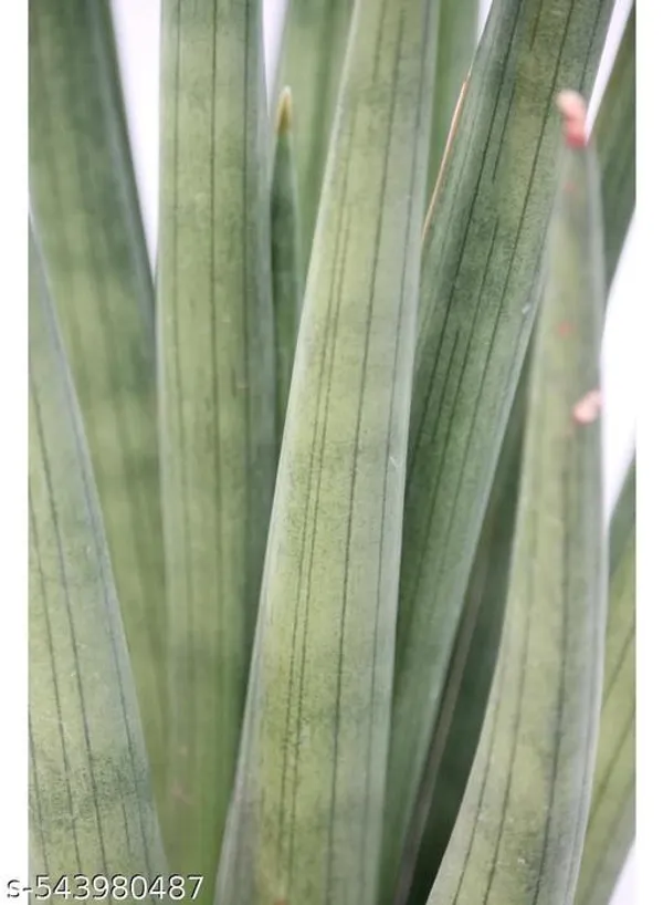 Natural_Sansevieria_Rhea_Fqntail_Plant_With_Out_Soil