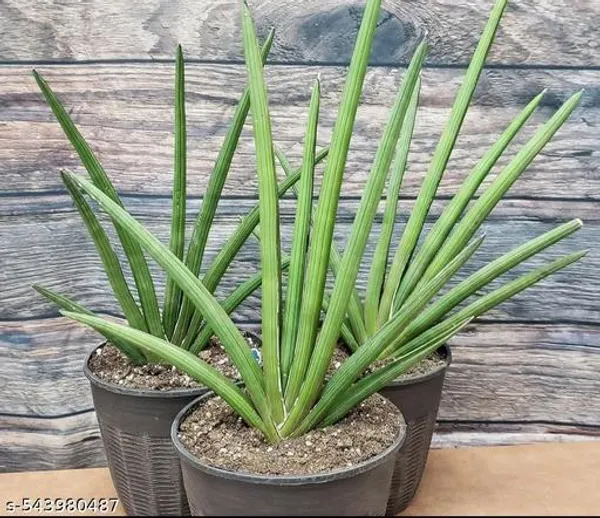 Natural_Sansevieria_Rhea_Fqntail_Plant_With_Out_Soil