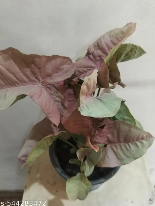 Natural_Live_Syngonium_Red_Plant_In_Grow_Pot