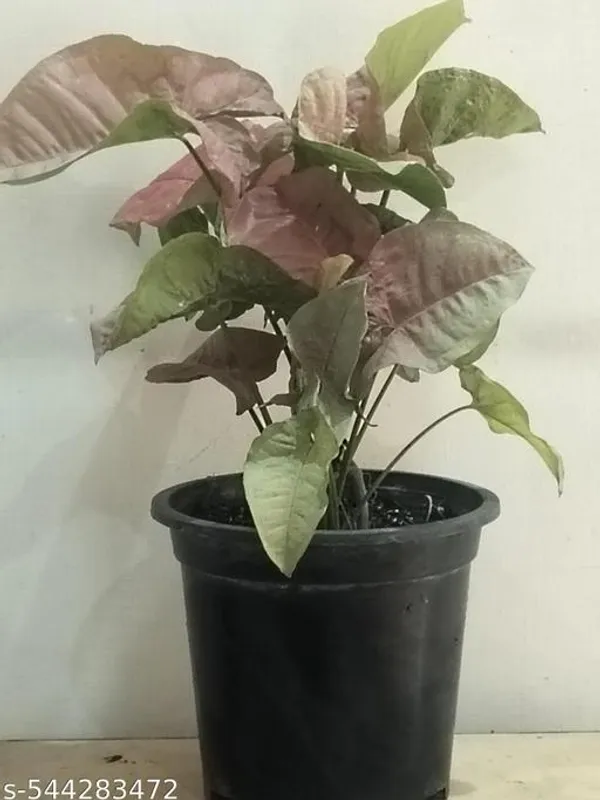 Natural_Live_Syngonium_Red_Plant_In_Grow_Pot