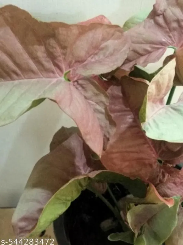Natural_Live_Syngonium_Red_Plant_In_Grow_Pot