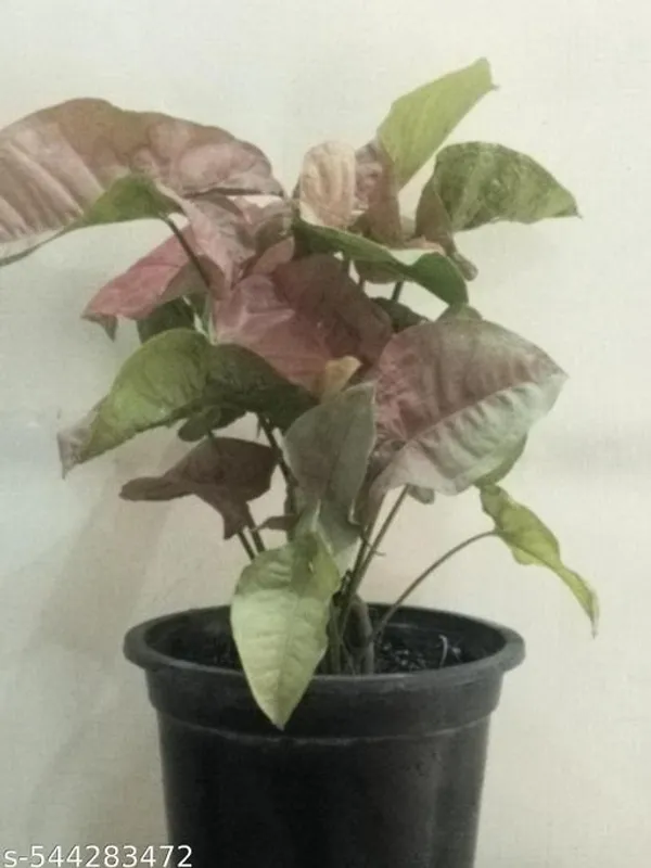 Natural_Live_Syngonium_Red_Plant_In_Grow_Pot