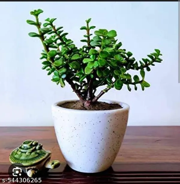 Natural_Live_Jade_Green_Plant_With_Nursery_Pot