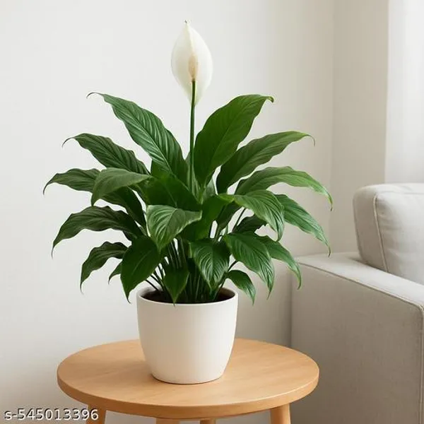 Natural_Live_Peace_Lily_Plant_Of_White_Colour_Flower_For_Good_Luck