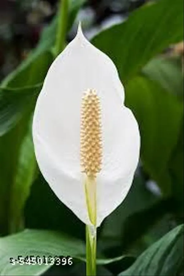 Natural_Live_Peace_Lily_Plant_Of_White_Colour_Flower_For_Good_Luck