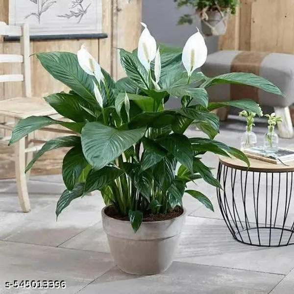 Natural_Live_Peace_Lily_Plant_Of_White_Colour_Flower_For_Good_Luck