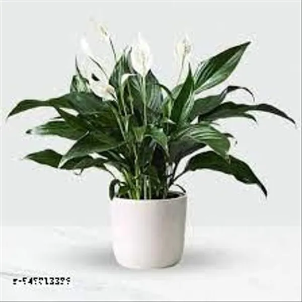 Natural_Live_Peace_Lily_Plant_Of_White_Colour_Flower_For_Good_Luck