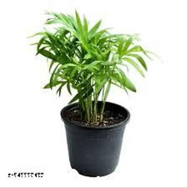 Natural_Live_Chaman_Doria_Palm_With_Nursery_Pot_Nearly_1_Foot