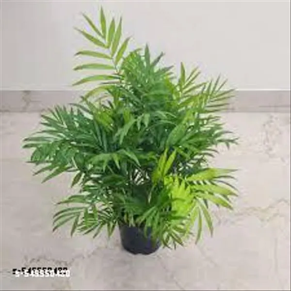 Natural_Live_Chaman_Doria_Palm_With_Nursery_Pot_Nearly_1_Foot
