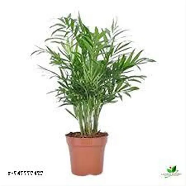 Natural_Live_Chaman_Doria_Palm_With_Nursery_Pot_Nearly_1_Foot