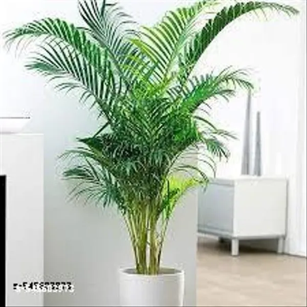 Natural_Live_Areca_Plam_Without_Pot_Nearly_1_1_5_Feet_Height