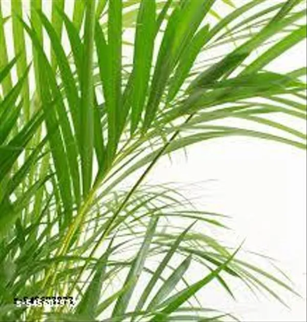 Natural_Live_Areca_Plam_Without_Pot_Nearly_1_1_5_Feet_Height