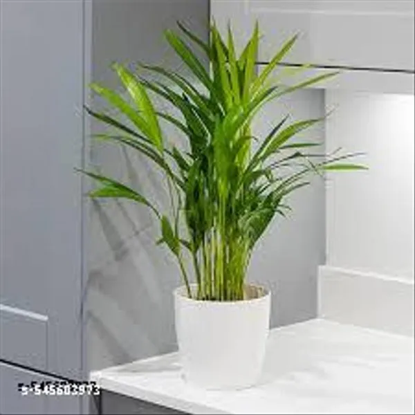Natural_Live_Areca_Plam_Without_Pot_Nearly_1_1_5_Feet_Height
