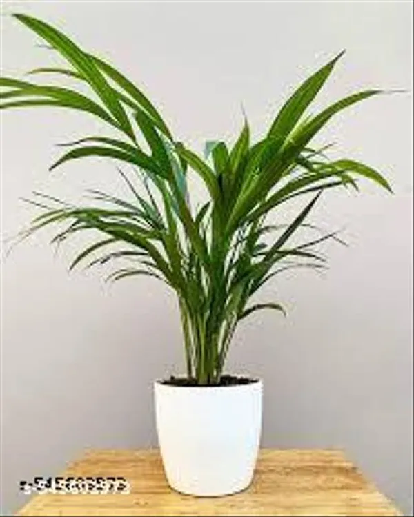 Natural_Live_Areca_Plam_Without_Pot_Nearly_1_1_5_Feet_Height