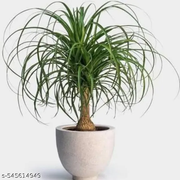 Natural_Live_Nolina_Palm_Without_Pot
