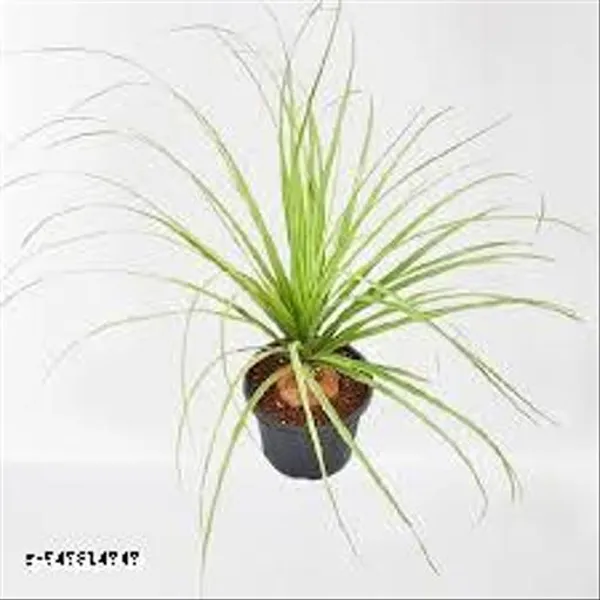 Natural_Live_Nolina_Palm_Without_Pot