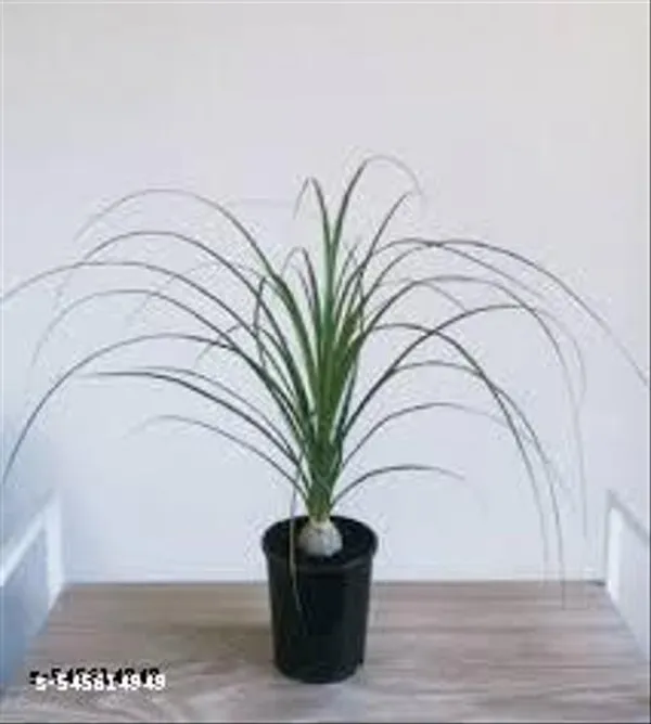 Natural_Live_Nolina_Palm_Without_Pot