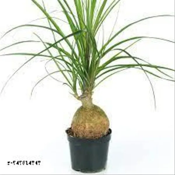 Natural_Live_Nolina_Palm_Without_Pot