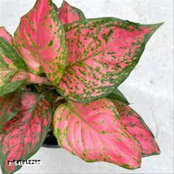 Natural_Live_Aglaonema_Pink_Plant_With_Pot