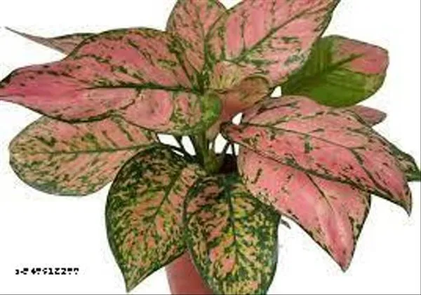Natural_Live_Aglaonema_Pink_Plant_With_Pot