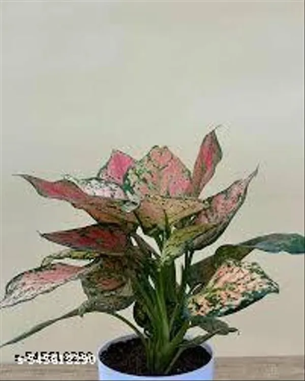 Natural_Live_Aglaonema_Pink_Plant_With_Pot