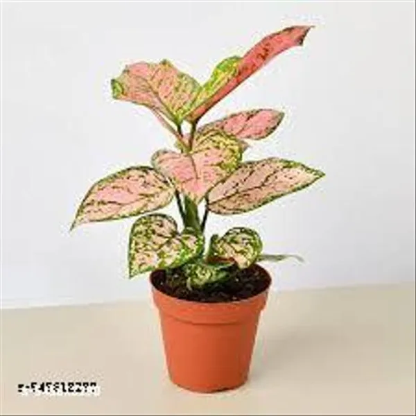 Natural_Live_Aglaonema_Pink_Plant_With_Pot