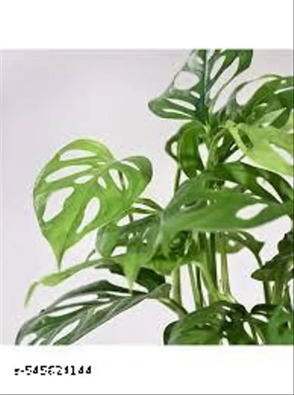 Natural_Live_Broken_Heart_Plant_For_Indoor_/_Outdoor
