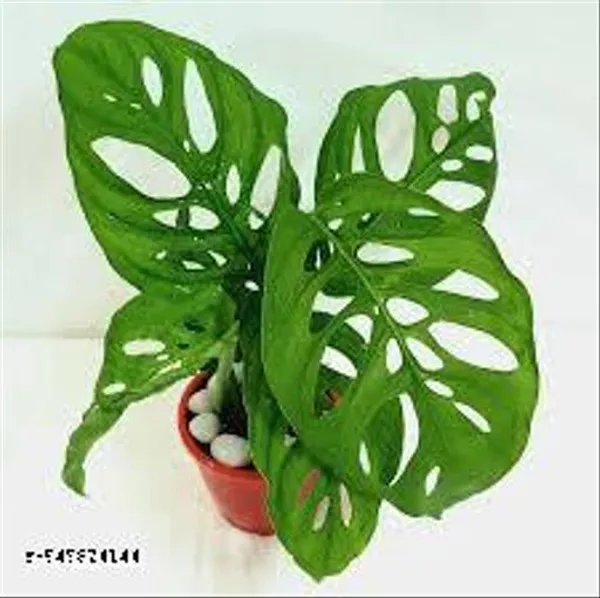 Natural_Live_Broken_Heart_Plant_For_Indoor_/_Outdoor