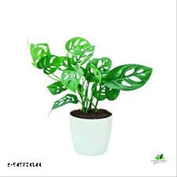Natural_Live_Broken_Heart_Plant_For_Indoor_/_Outdoor