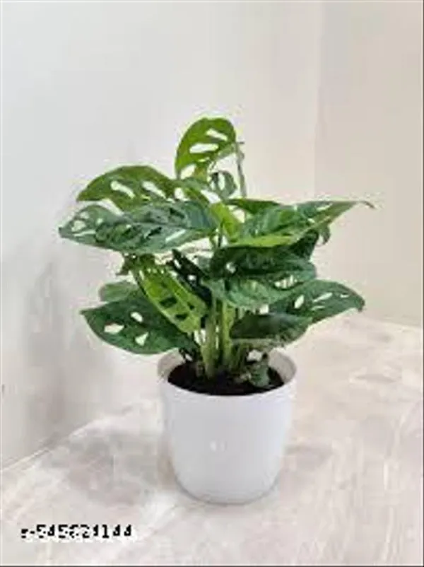 Natural_Live_Broken_Heart_Plant_For_Indoor_/_Outdoor