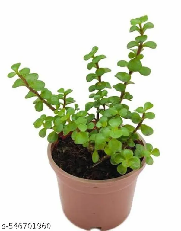 Natural_Jade_Green_Plant_For_Home_Decor_Good_Luck_Plant