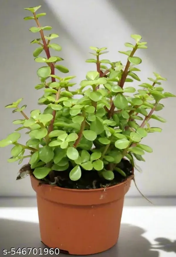 Natural_Jade_Green_Plant_For_Home_Decor_Good_Luck_Plant